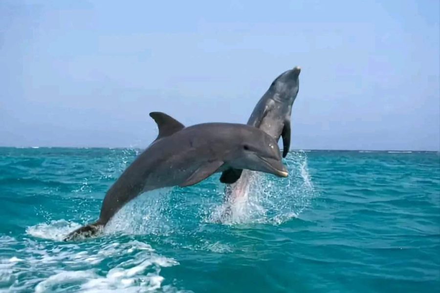 Speedboat trip to Dolphin house