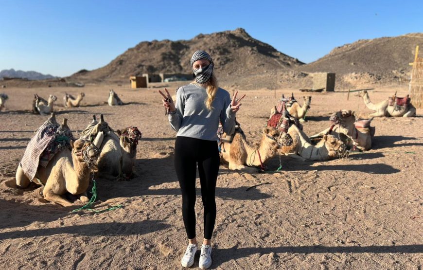 The Classic Desert Camel Expedition: A 2-Hour Journey
