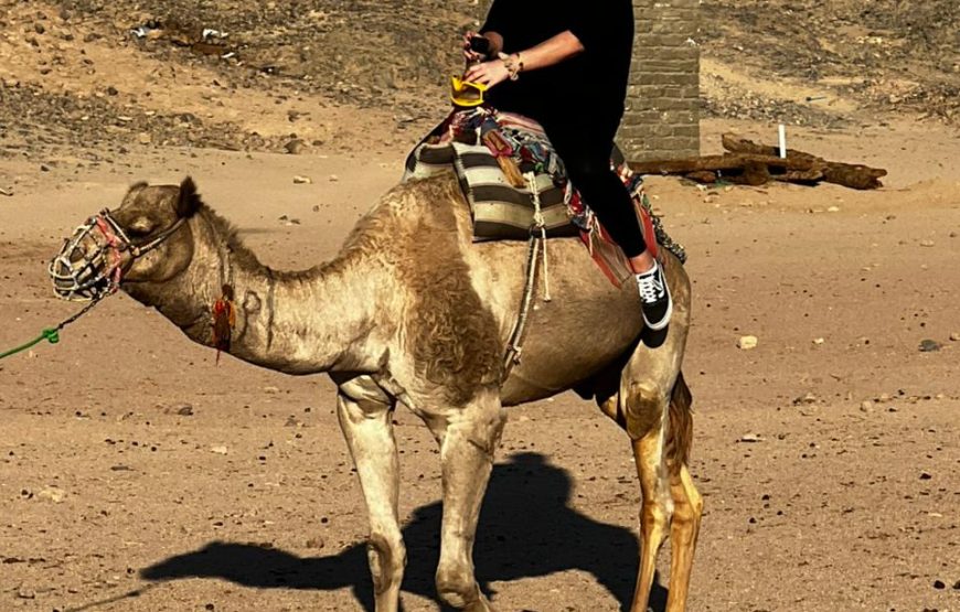 The Classic Desert Camel Expedition: A 2-Hour Journey